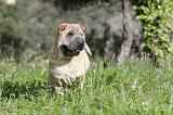 SHAR-PEI 392